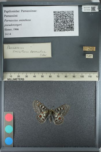 Media type: image;   Entomology 174544
